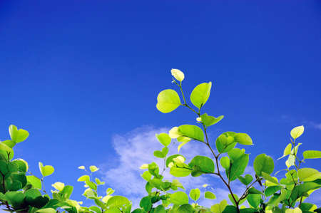 Stick with the blue sky.
