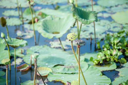 The lotus seeds and flowers beyond the drop.の写真素材