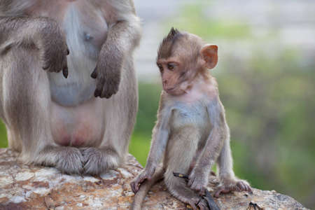Monkeys sit and eat it の写真素材
