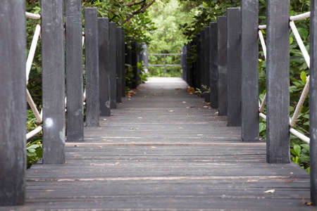 Bridge for the study of natural forest 