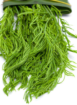 Cha bright green on a white background の写真素材