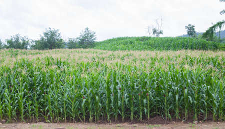 Corn farmers of the countryside の写真素材