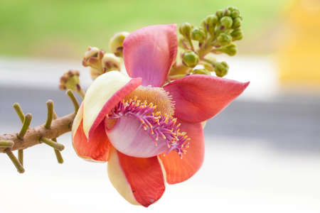 Salavan bright flowers are blooming の写真素材