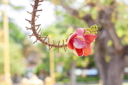 Salavan bright flowers are blooming の写真素材