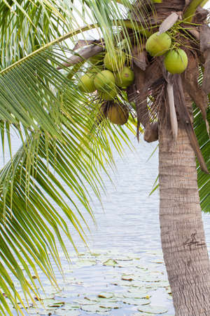 Coconut trees along the lake の写真素材