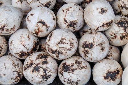 coconutの写真素材