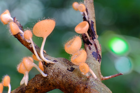 Mushrooms in the forest with high humidity. Seen in the rainy se