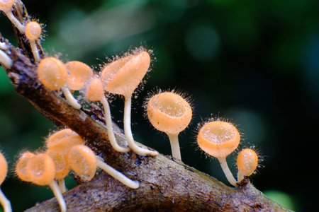 Mushrooms in the forest with high humidity. Seen in the rainy seの写真素材