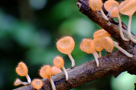 Mushrooms in the forest with high humidity. Seen in the rainy seの写真素材