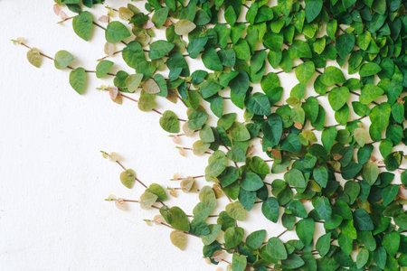 Vines on the wallの写真素材