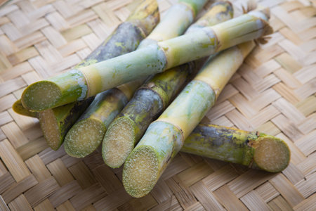 Sugarcane.の写真素材