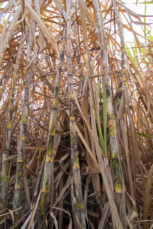 sugarcane plants grow in fieldの写真素材