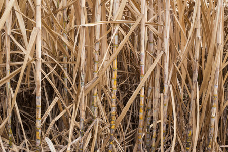 sugarcane plants grow in fieldの写真素材