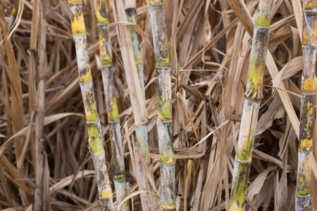 sugarcane plants grow in fieldの写真素材
