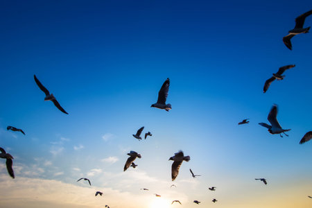 many seagull flying at sunsetの写真素材