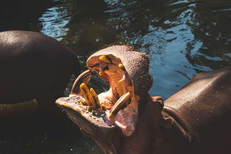 Feeding pumpkins to a giant hippopotamus at zoo.の写真素材