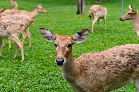 Antelope in thailandの写真素材