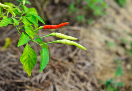 red and green chili 
