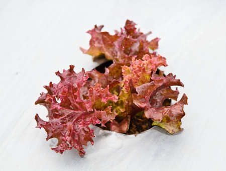 Fresh red lettuce on Hydrophonic Plantationの写真素材