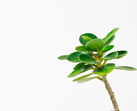 Tree on white background