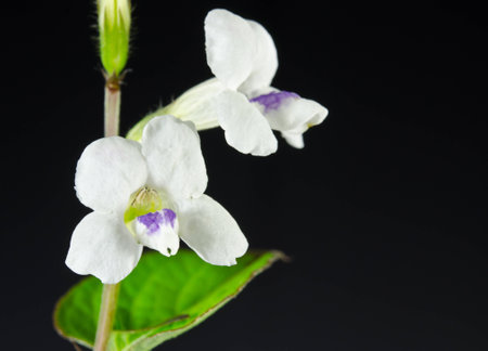 white Orchid Flower   on a black background.の写真素材