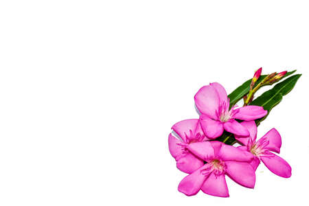 Pink flower on  white backgroundの写真素材