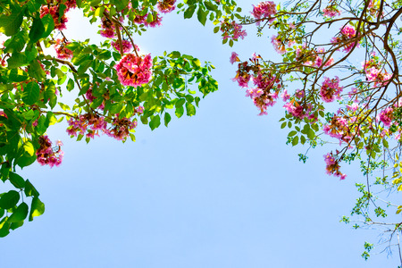 Pink flower  background