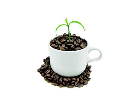 Coffee beans in cupの写真素材