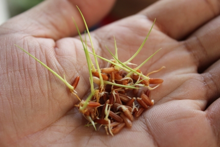 Germination of riceの写真素材