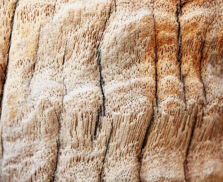 wood decay