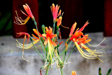 The flowers are orangeの写真素材