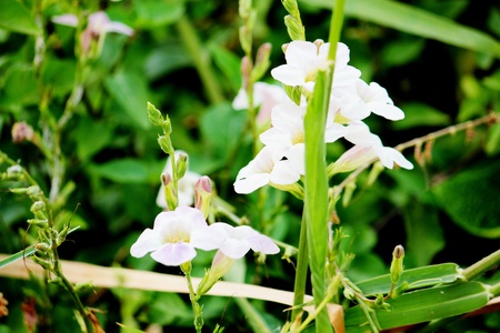 Colorful wild grassの写真素材