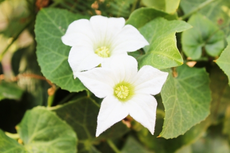 Wildflowersの写真素材