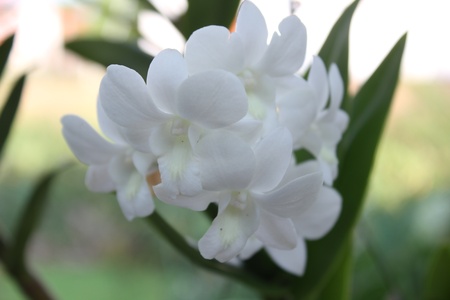 Orchidの写真素材