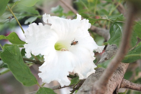 Wildflowers with beesの写真素材