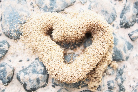 Ant nests heartの写真素材