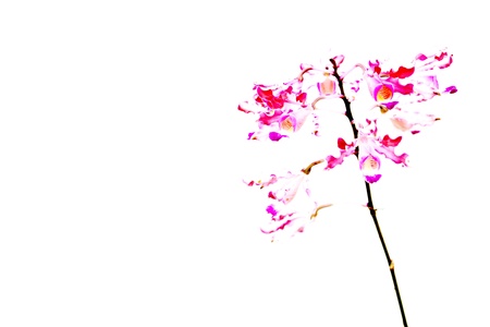 Orchidの写真素材