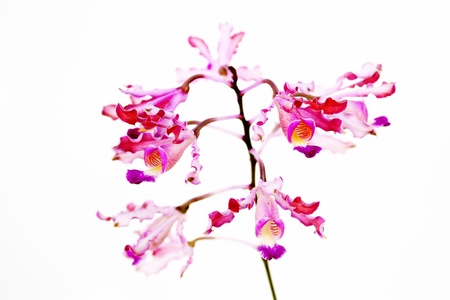 Orchidの写真素材