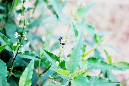 Wildflowers with beeの写真素材