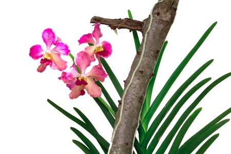 Vanda orchid species