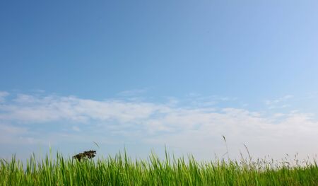 Field with blue skyの写真素材
