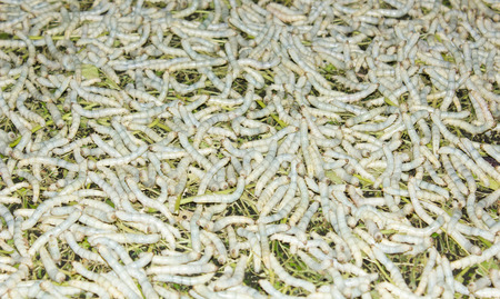 silkworm
