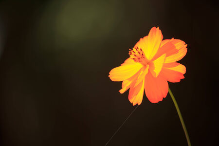 Orange Flowerの写真素材