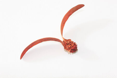 Dipterocarpus alatusの写真素材