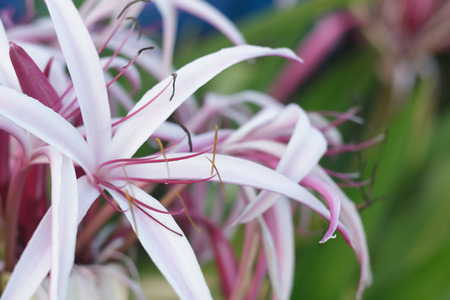 Crinum Lilyの写真素材