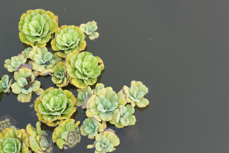 Pistia stratiotes L の写真素材