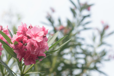 pink flowersの写真素材