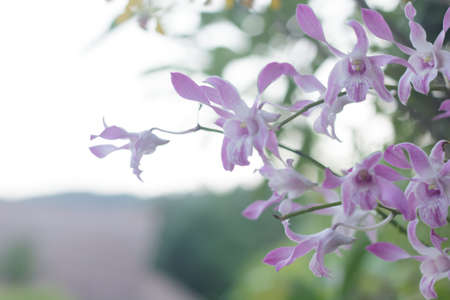 Pink orchidの写真素材