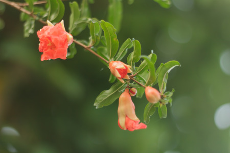 pomegranate flowersの写真素材