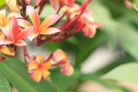 Frangipaniの写真素材